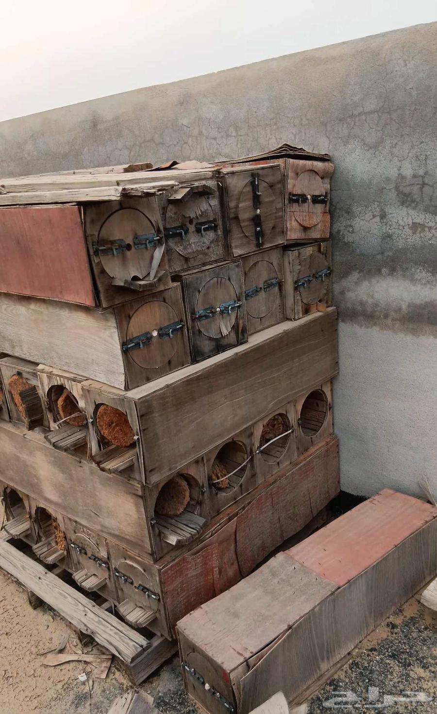 خلايا نحل مستعمله64371584852994111