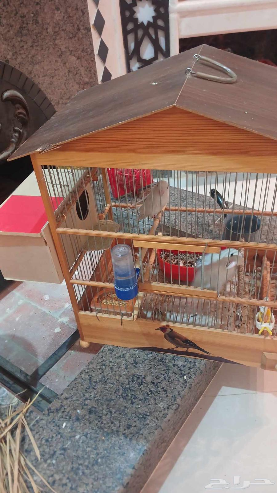 جوز روز64376006155650114