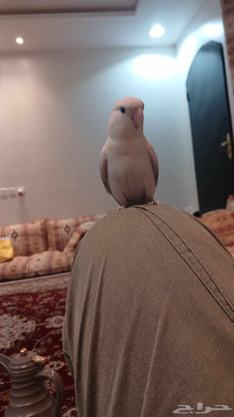 جوز روز64376006155650111