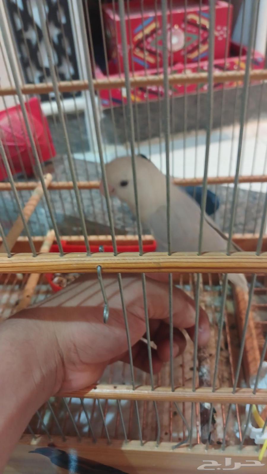 جوز روز64376006155650112