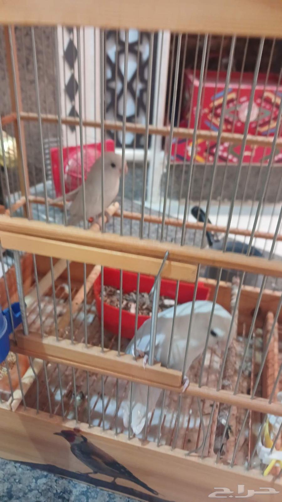 جوز روز64376006155650113