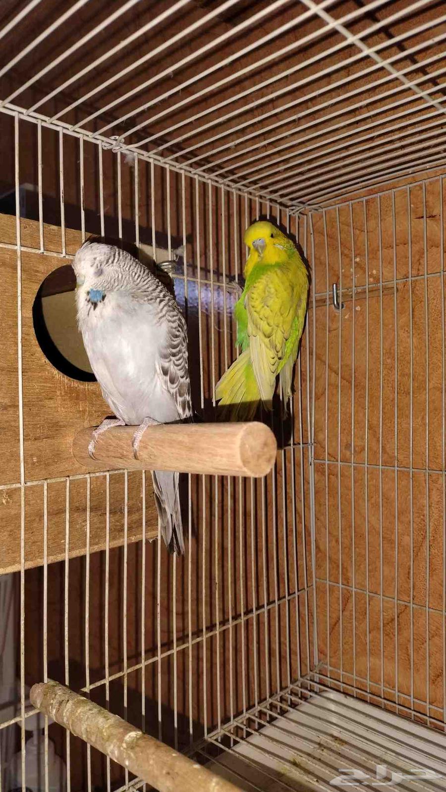 ببغاوات إنجليزية للبيع زوجان وأنثى واحدة64375768767361113