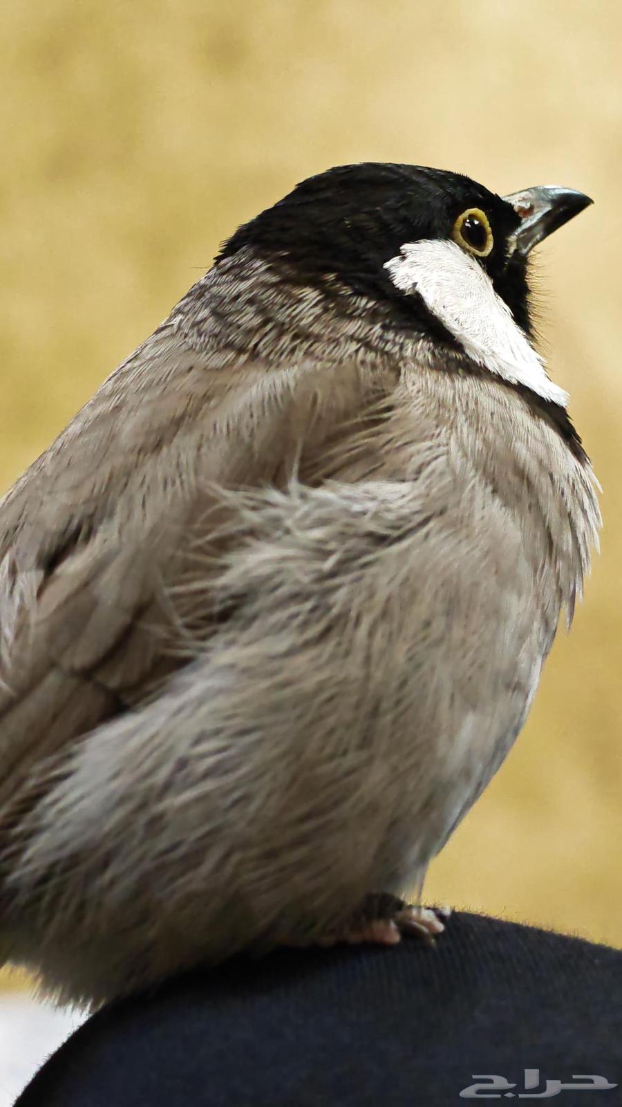 للبيع بلبل منتج64375783676931112