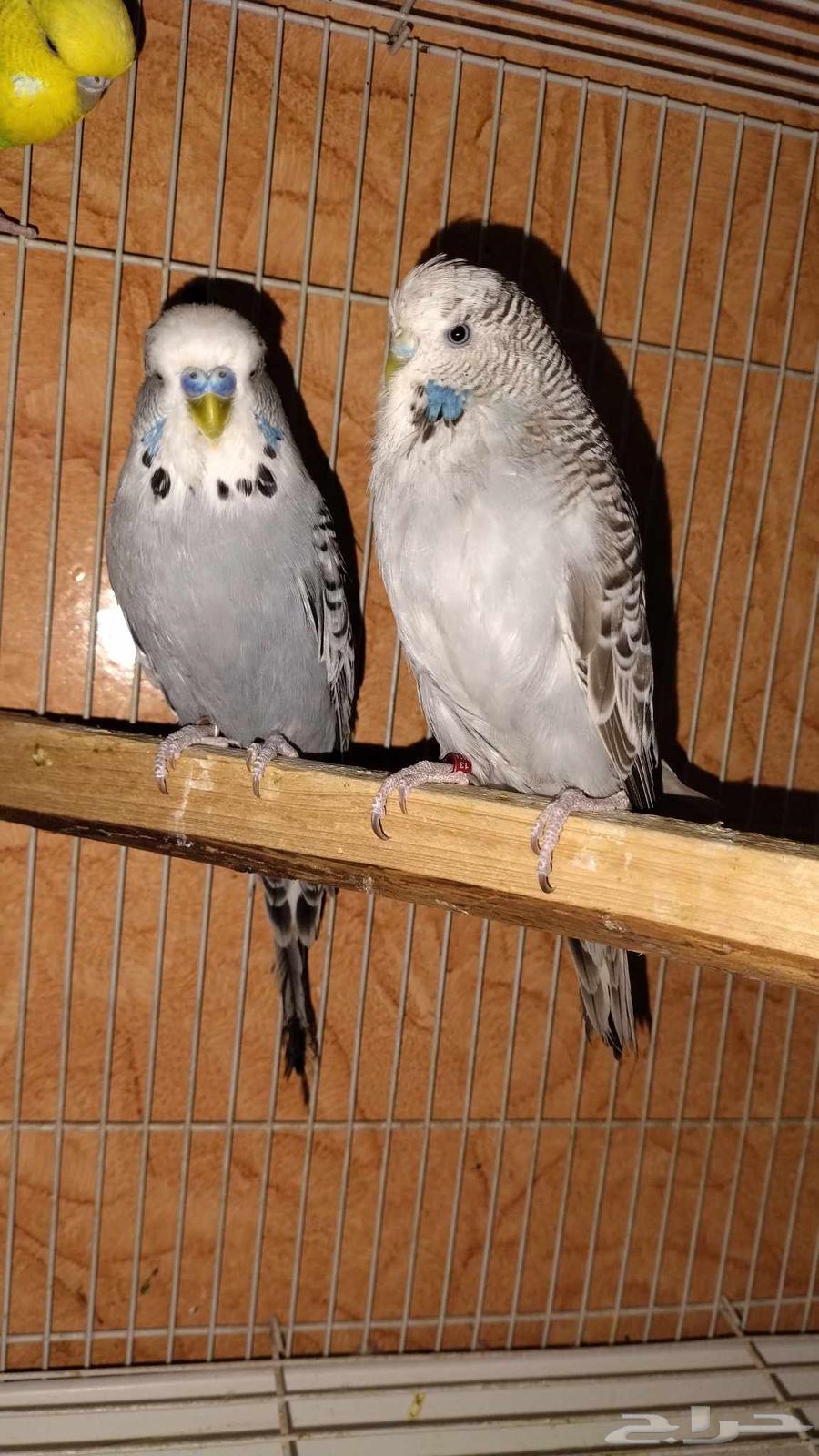 ببغاوات إنجليزية للبيع زوجان وأنثى واحدة64375768767361110