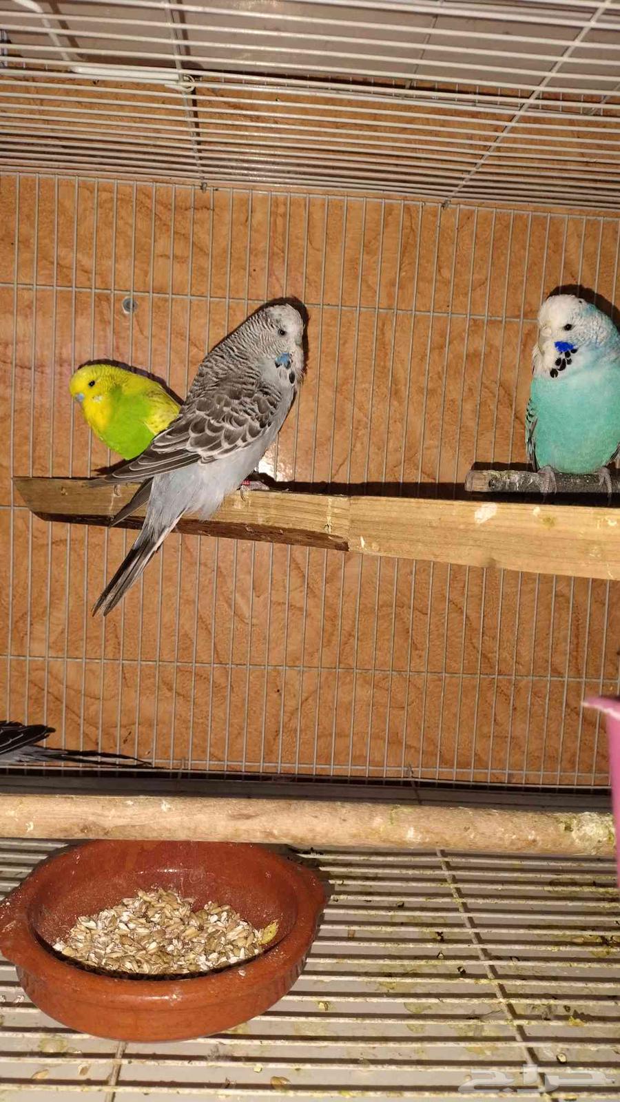 ببغاوات إنجليزية للبيع زوجان وأنثى واحدة64375768767361112