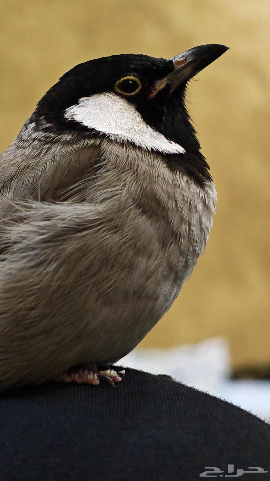 للبيع بلبل منتج64375783676931111