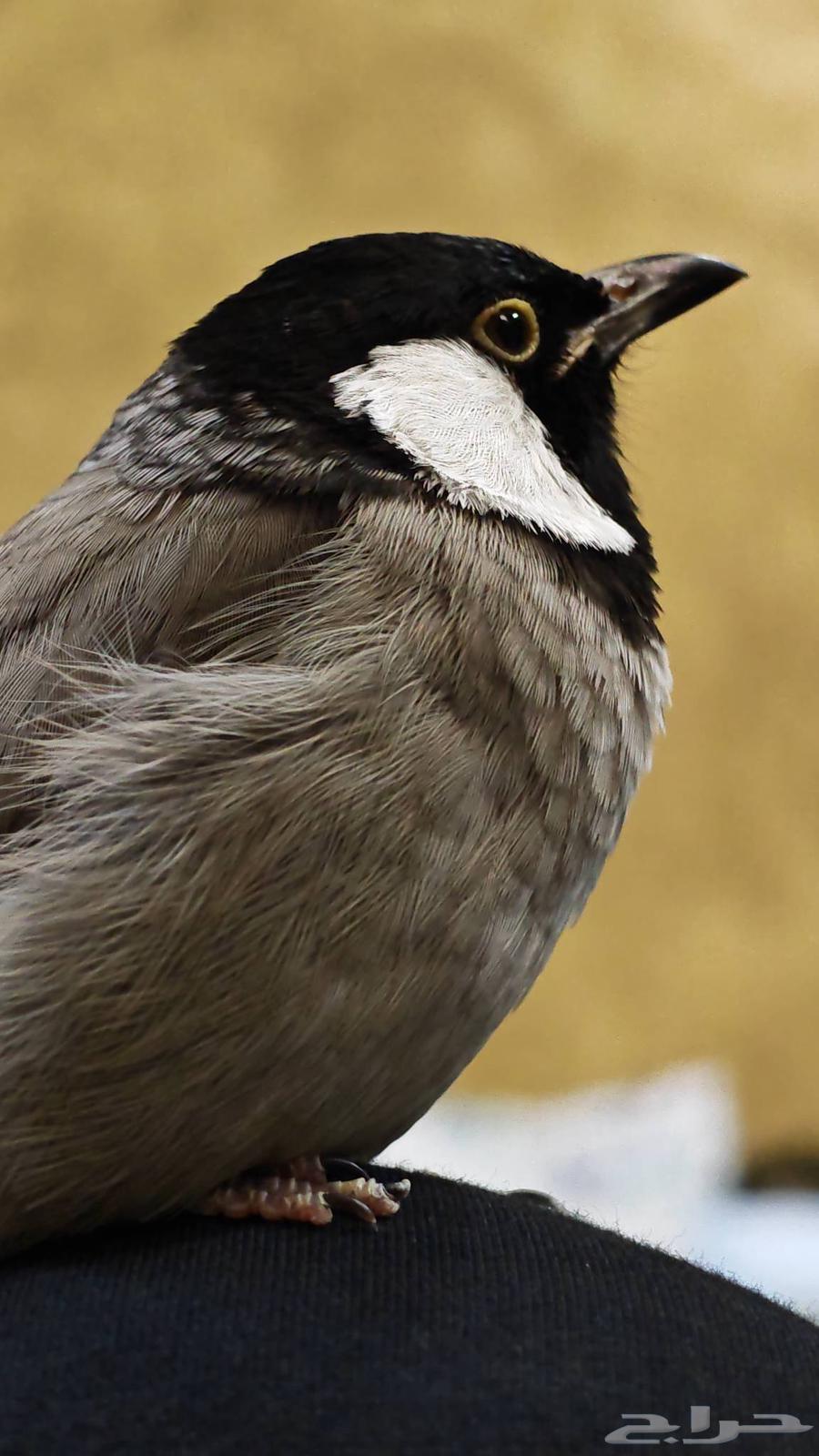 للبيع بلبل منتج64375783676931110