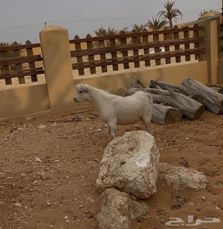 للبيع مشروع فحل قزمي64370569133443110