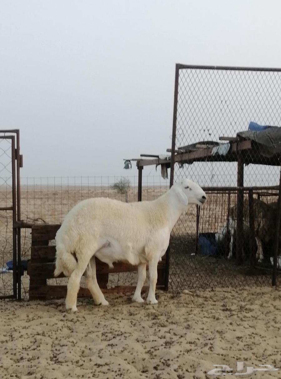 تم البيع64376750546689111