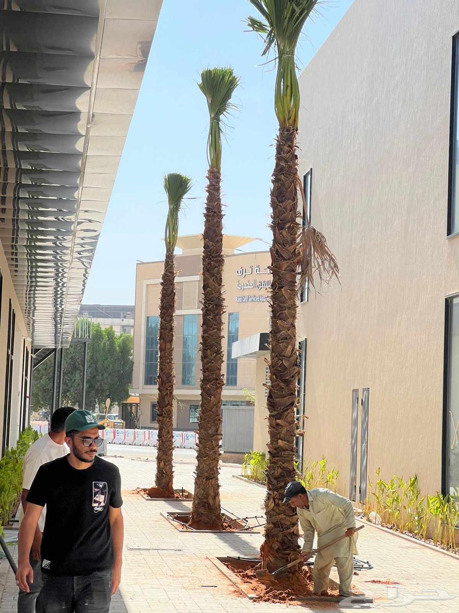 نخل للبيع64372097501187111