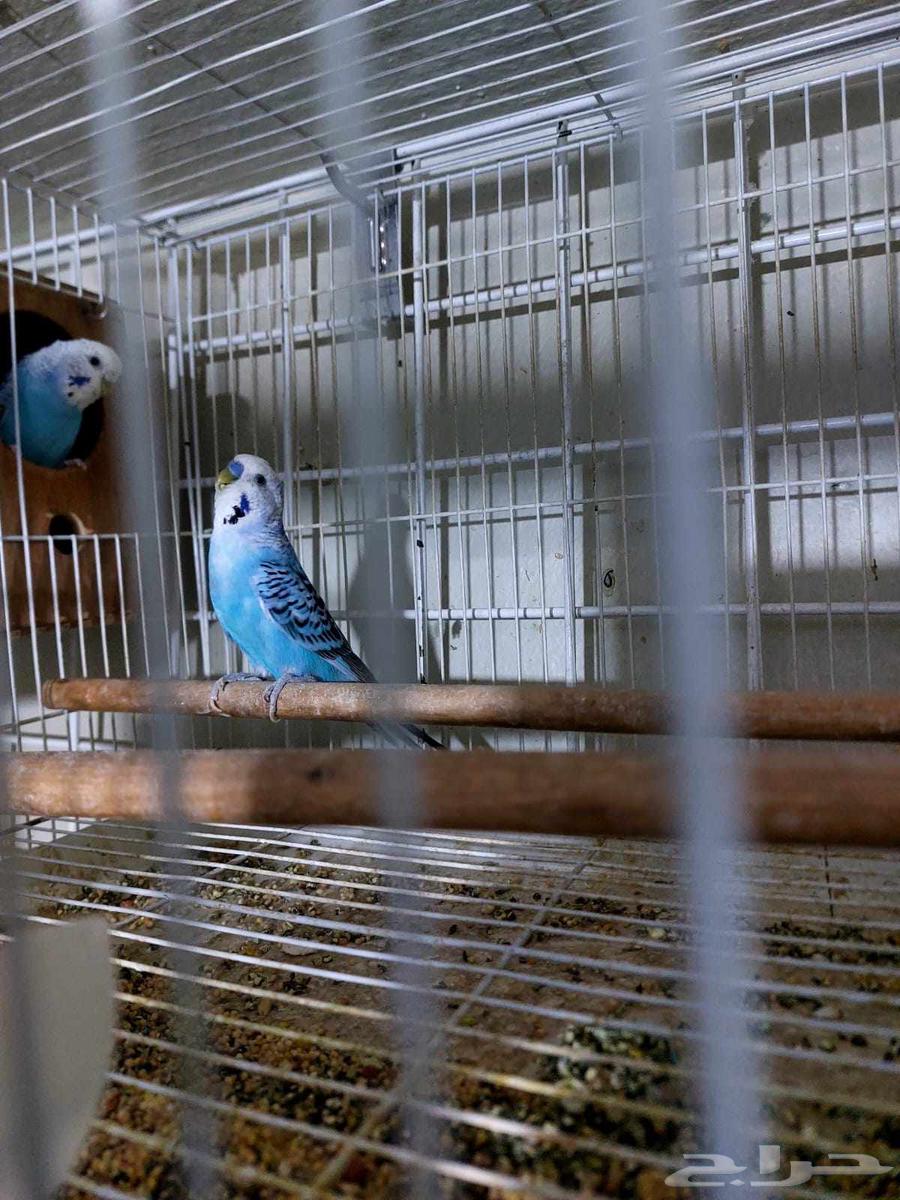 طيورالحب64375723632897111