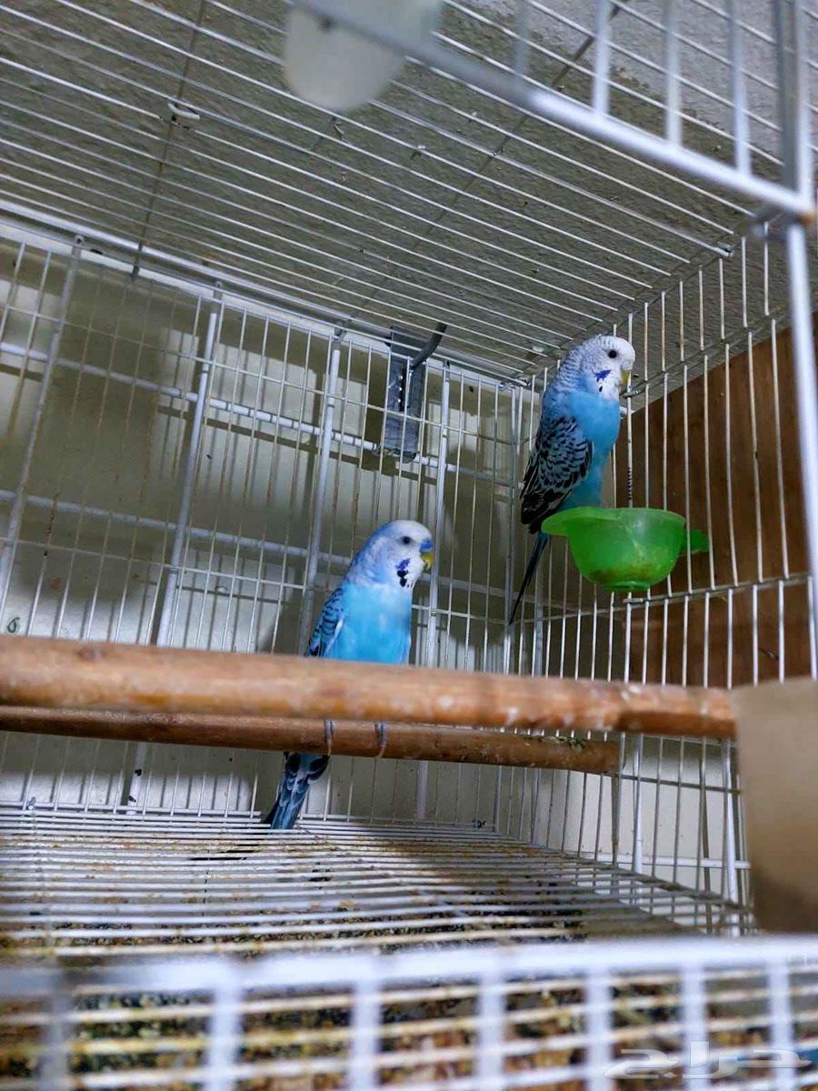 طيورالحب64375723632897110