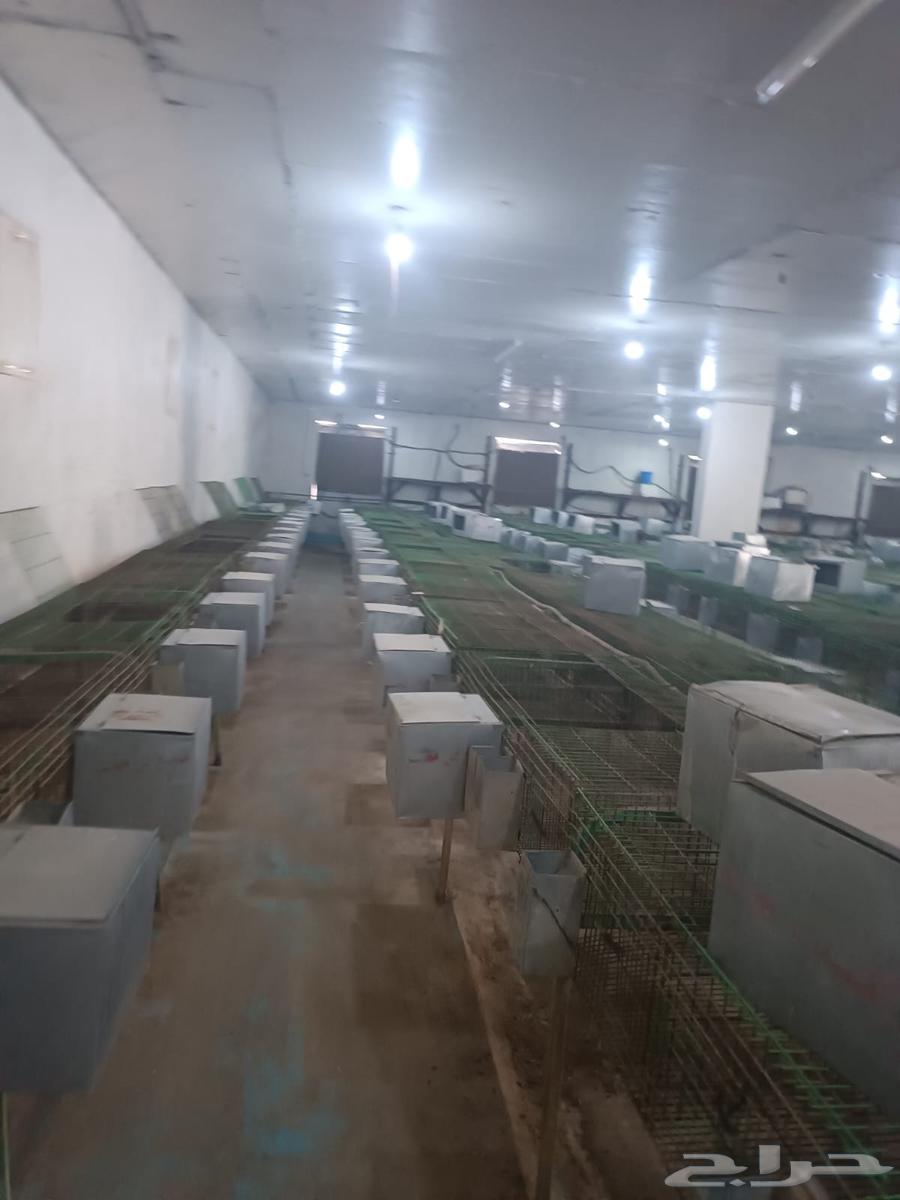 بطاريات ارانب مستعمله نظام اوروبي64375186046851112