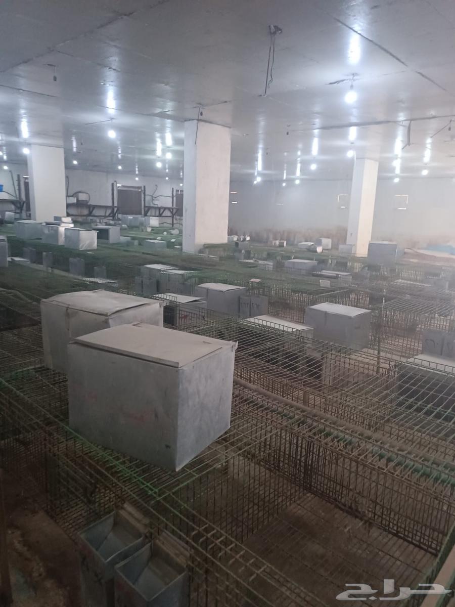 بطاريات ارانب مستعمله نظام اوروبي64375186046851113