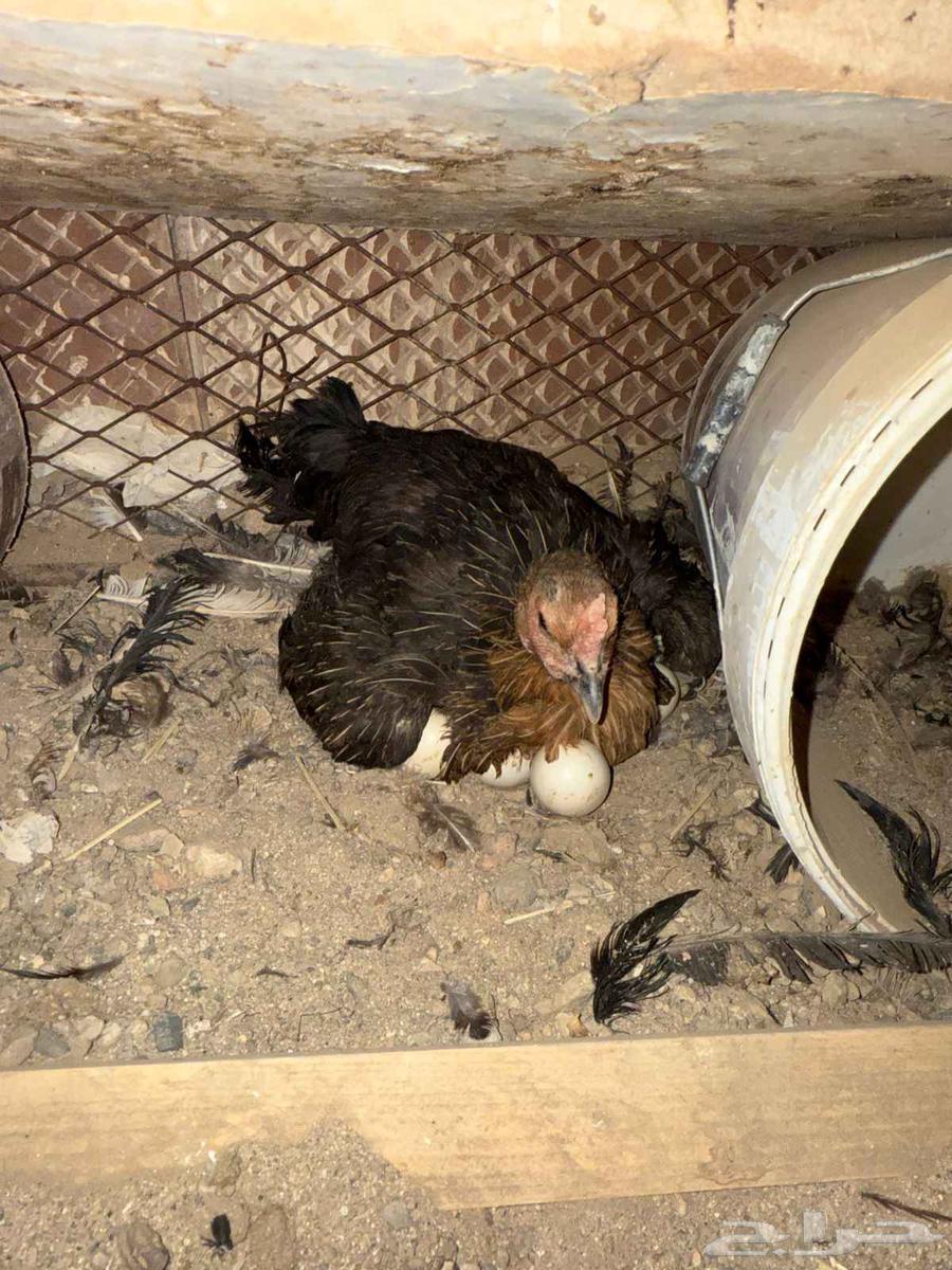 سلام عليكم للبيع ديك باكستاني ودجاجه باكستانيه مرجنه عدد 2064375513208579110