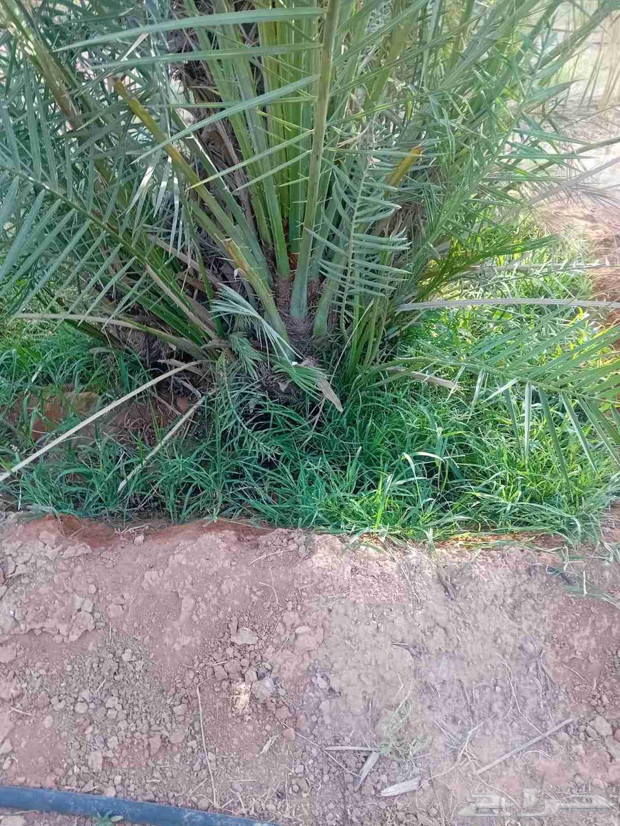 Palm trees64373092800641110