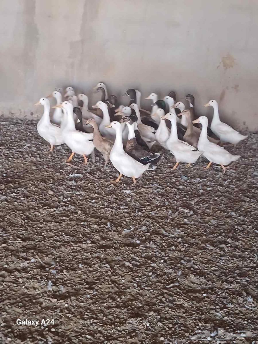 بيط64374817631235111