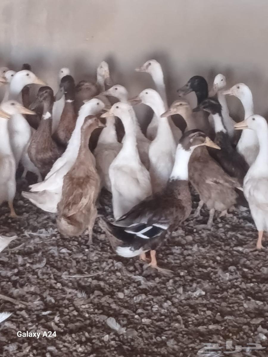 بيط64374817631235110