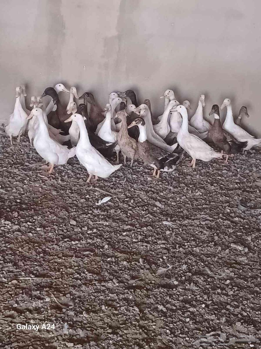 بيط64374817631235112