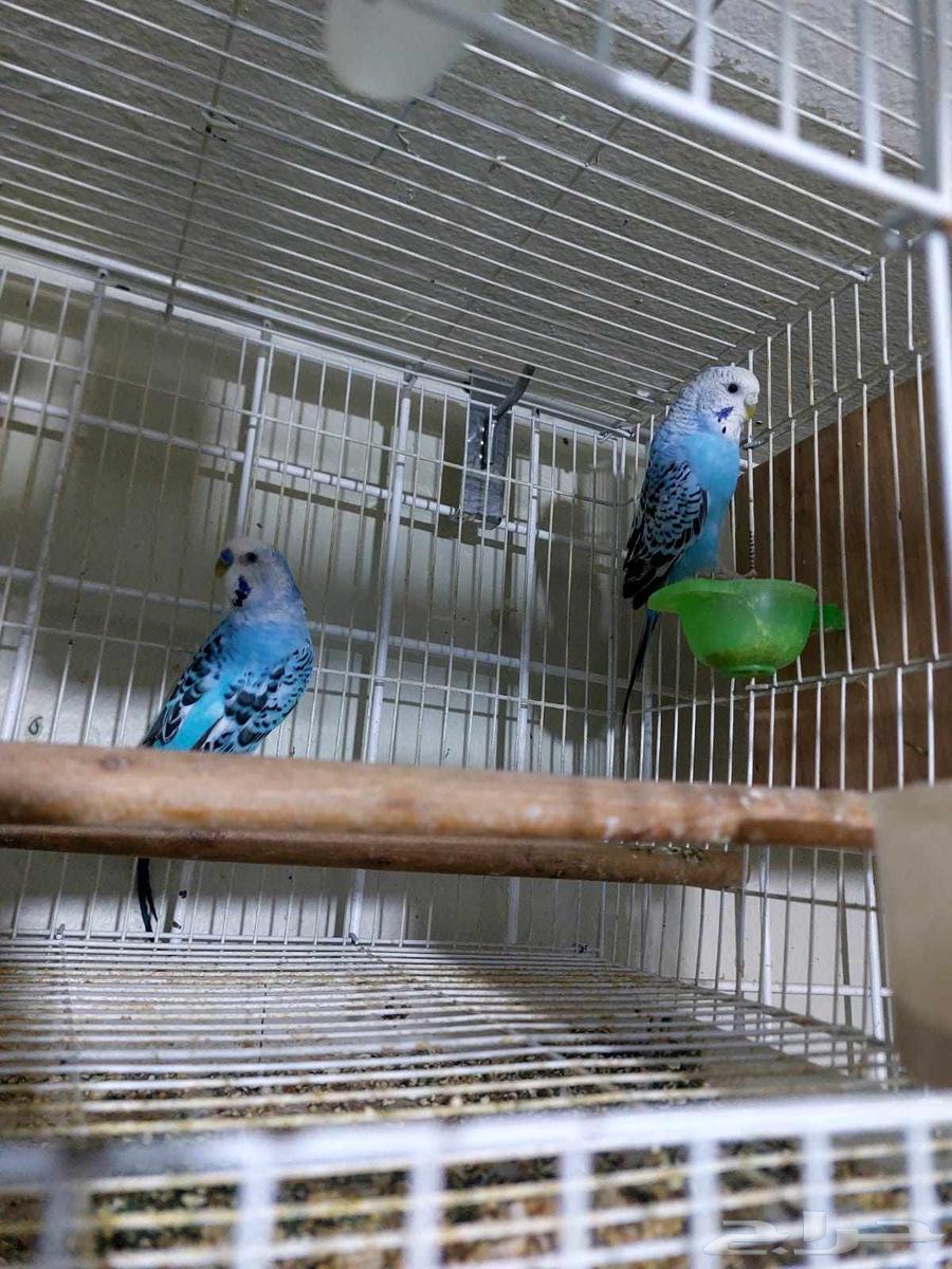 طيورالحب64375723632897112