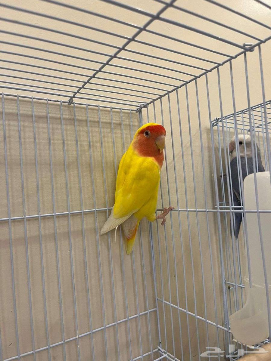 طيور روز64377064011523110