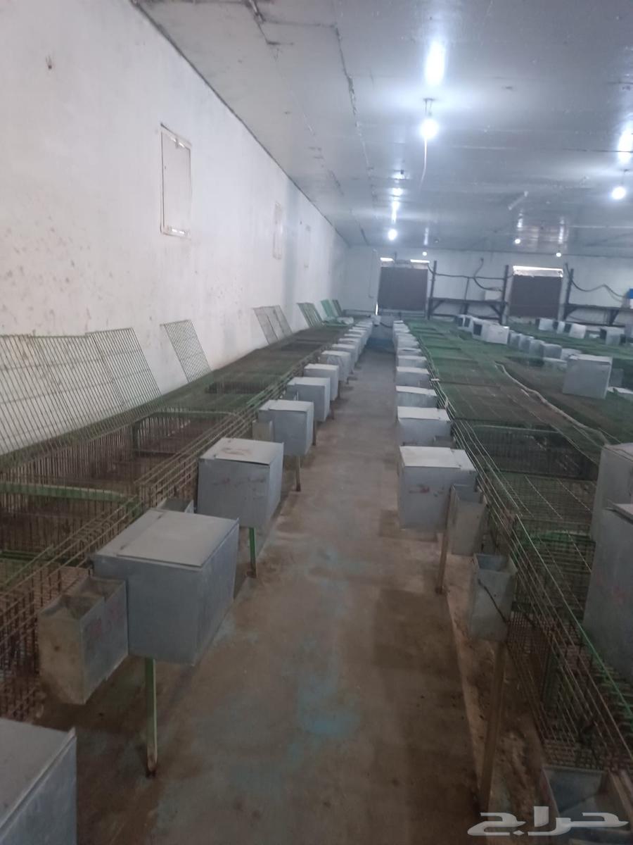 بطاريات ارانب مستعمله نظام اوروبي64375186046851110