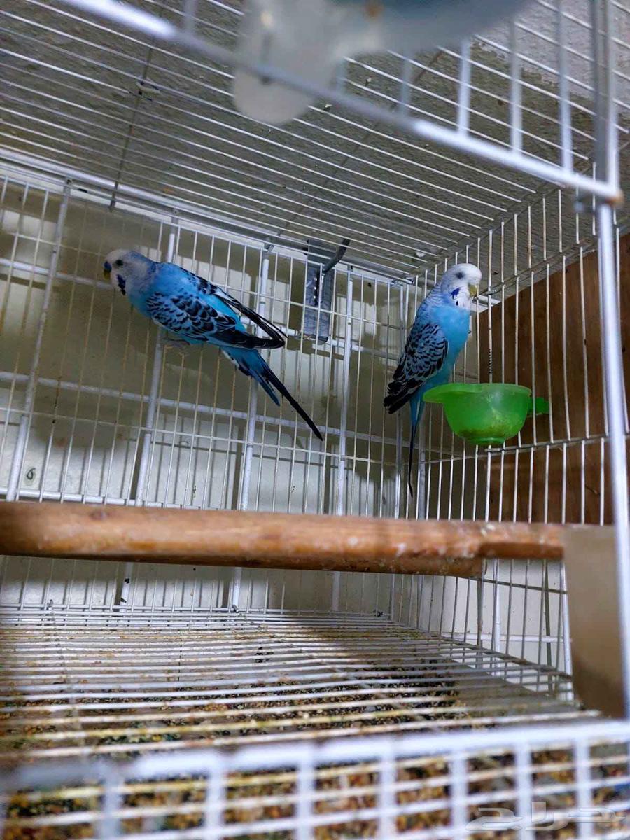 طيورالحب64375723632897114