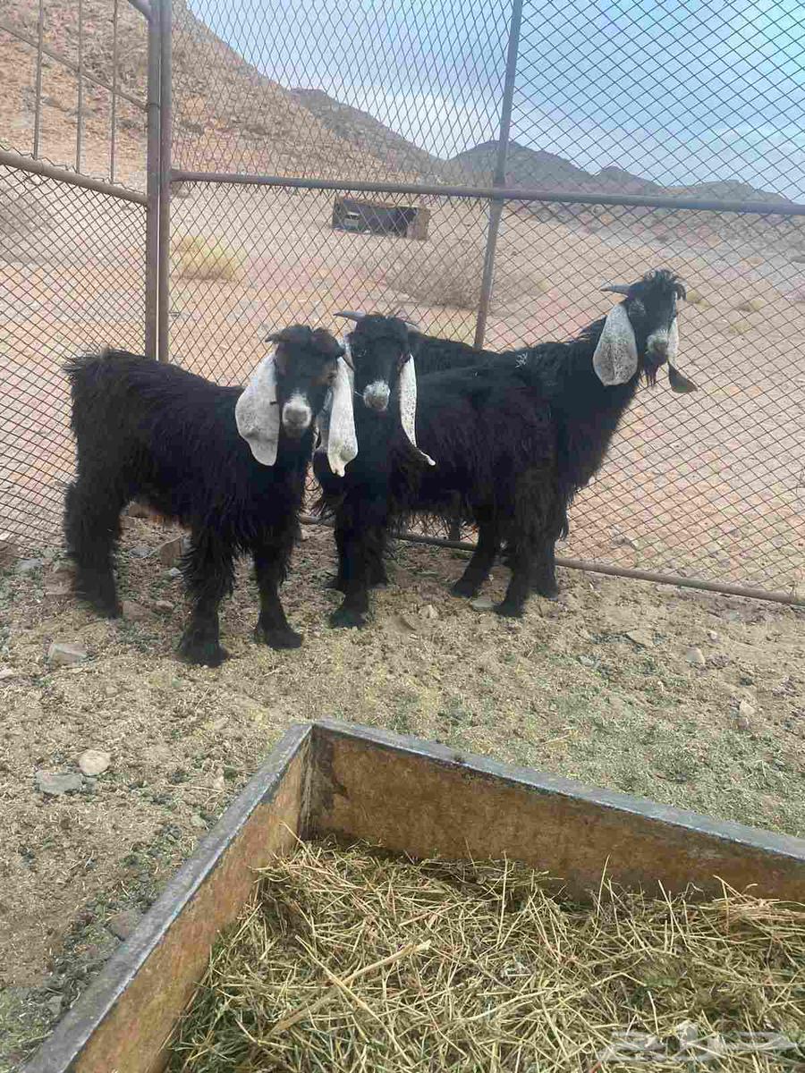 Tayos Number 364370583471233110