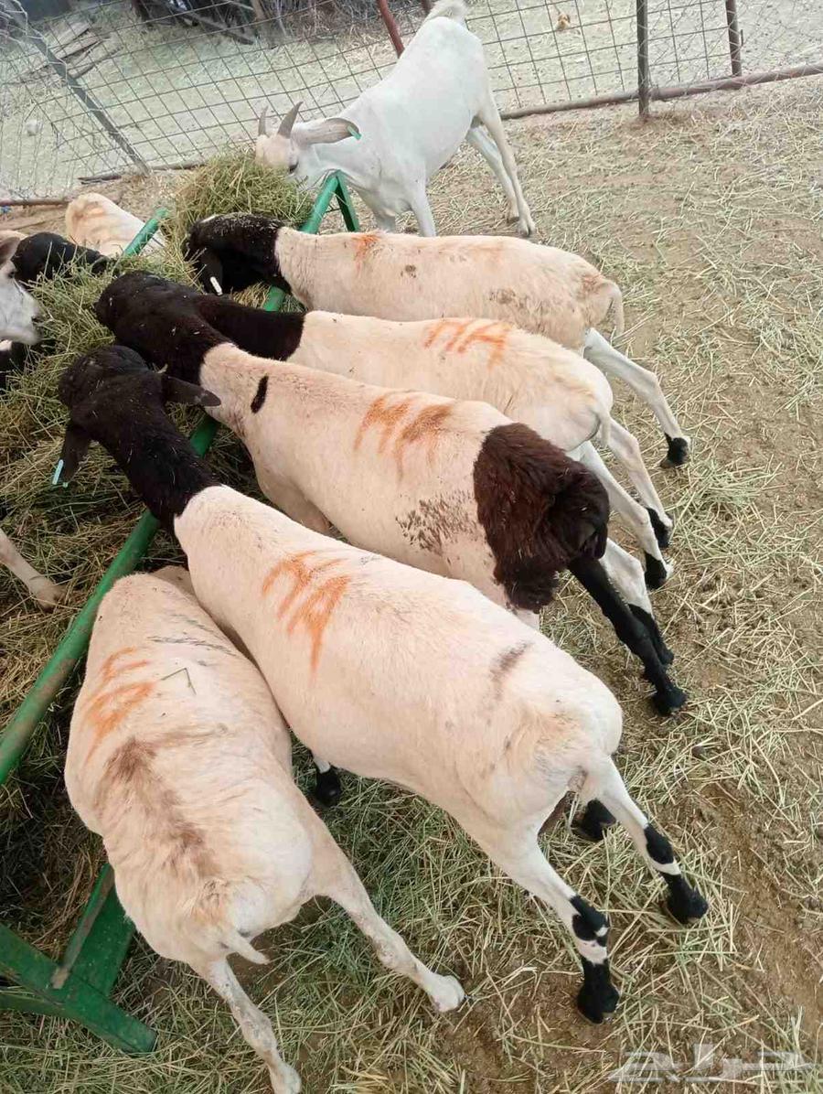 بربري وتيوس صومالي64366658985730112