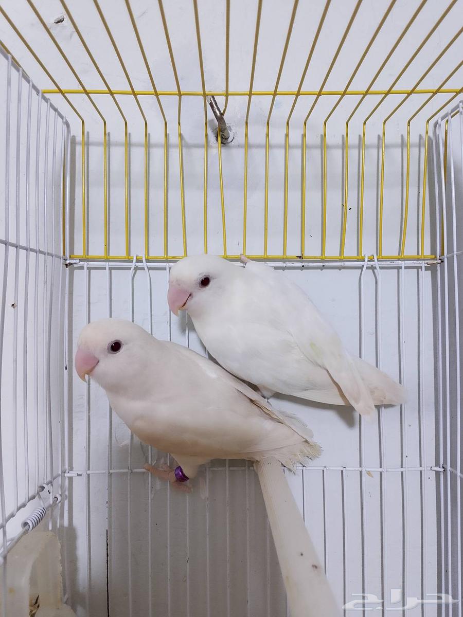 زوج روز البينو عيون حمرا تحته بيض ومحلل بشهادات64369126367874111