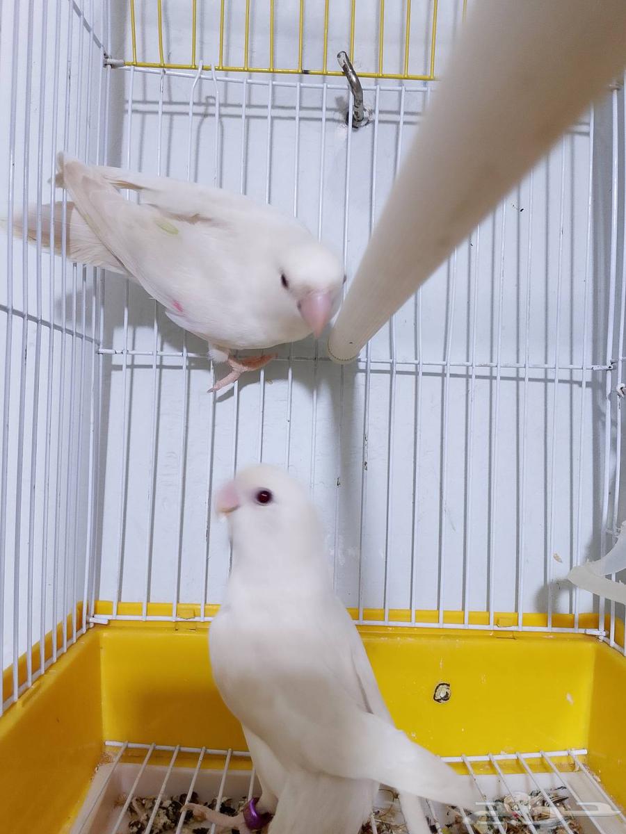 زوج روز البينو عيون حمرا تحته بيض ومحلل بشهادات64369126367874113