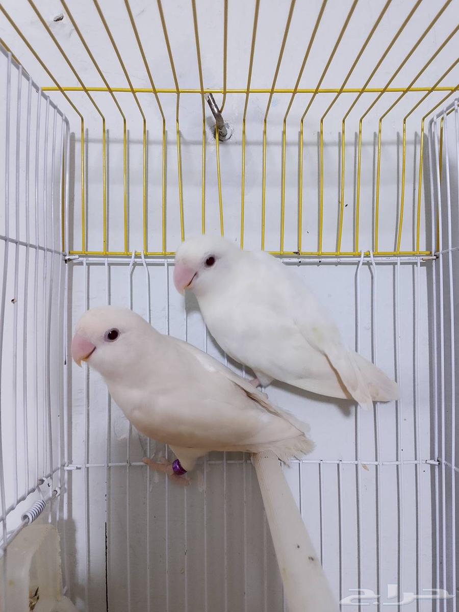 زوج روز البينو عيون حمرا تحته بيض ومحلل بشهادات64369126367874110