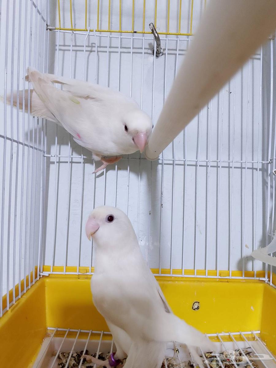 زوج روز البينو عيون حمرا تحته بيض ومحلل بشهادات64369126367874112