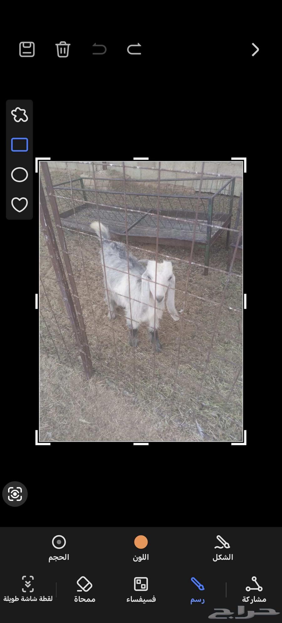 تيس 4 أشهر وزياد564376274427521110