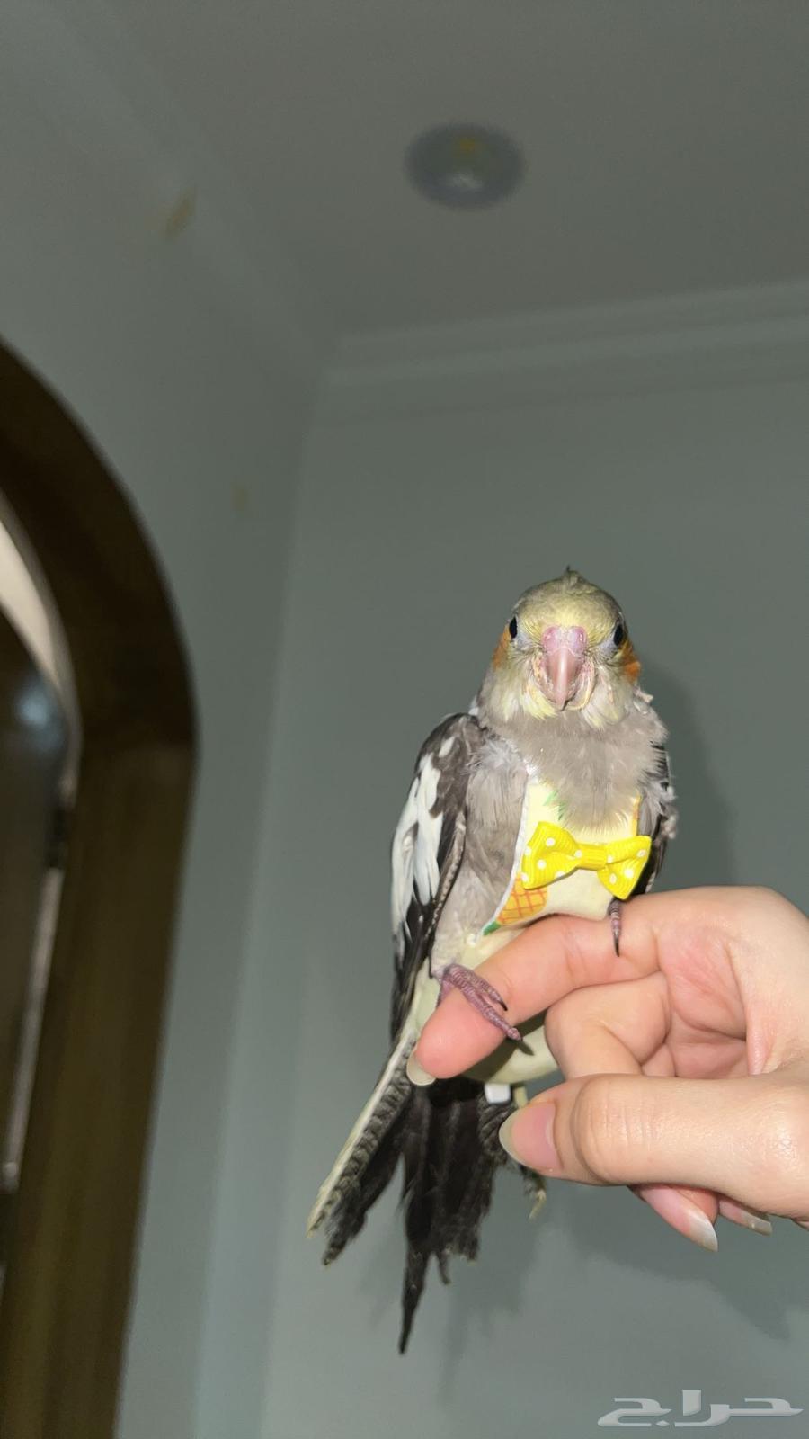 بغبغاء كروان64374993484801110