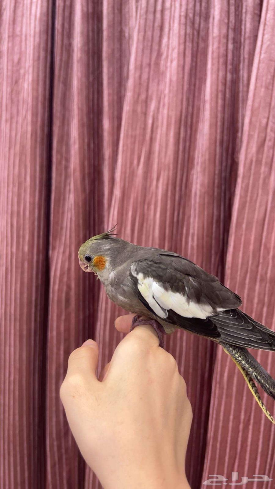 بغبغاء كروان64374993484801112