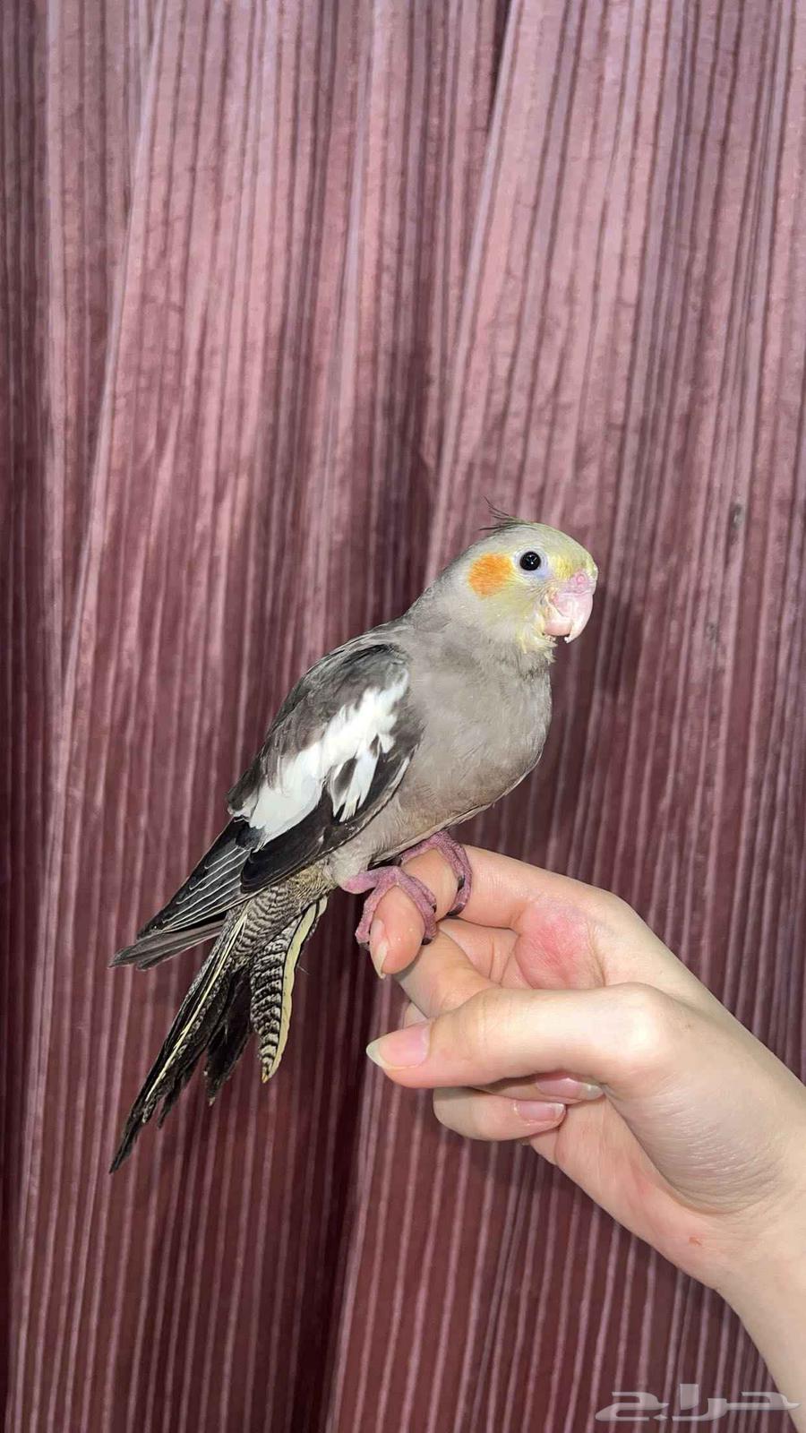 بغبغاء كروان64374993484801111