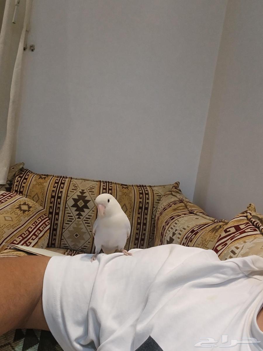 جوز روز64376006155650110