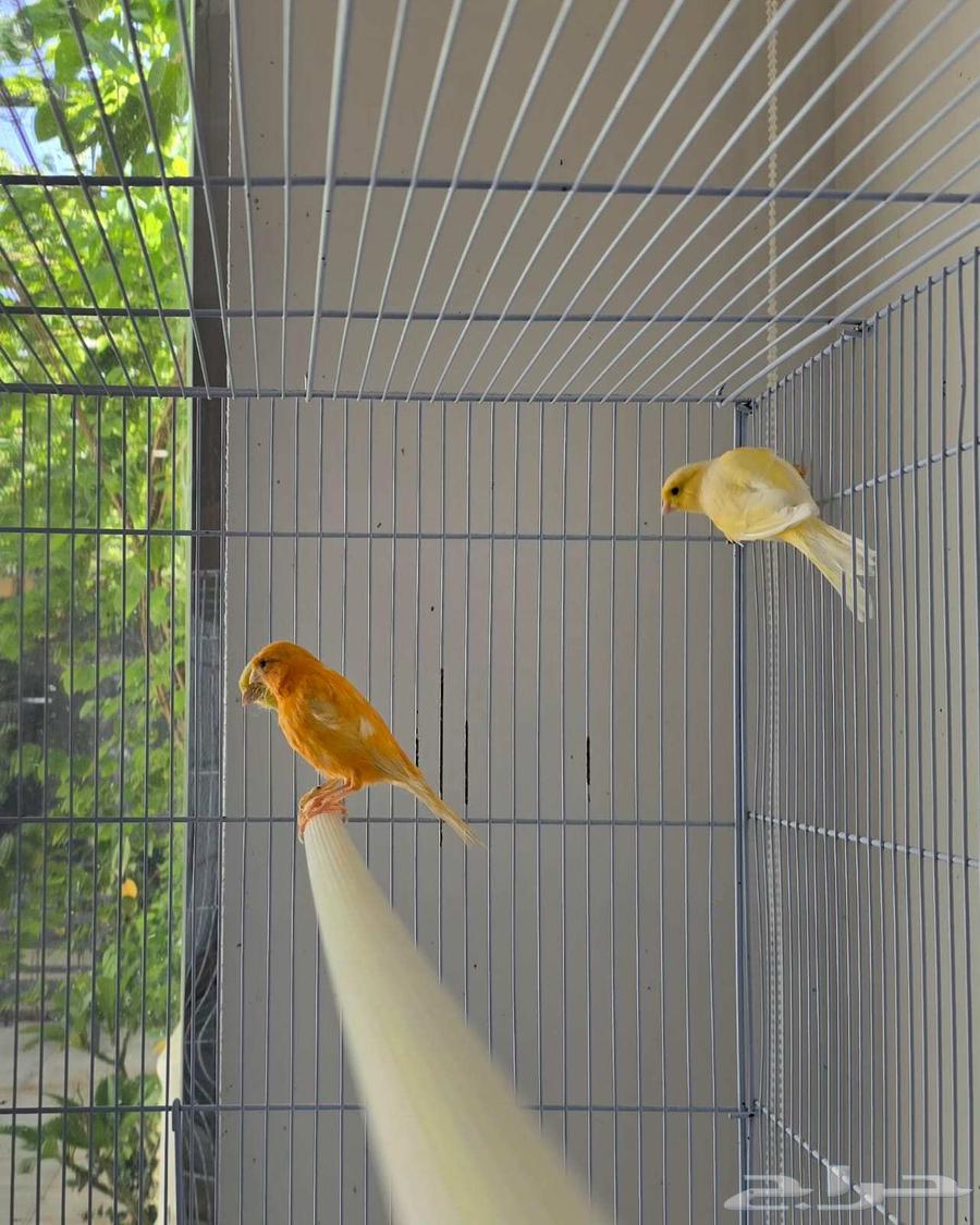 أجواز كناري منتجه64370842138371111