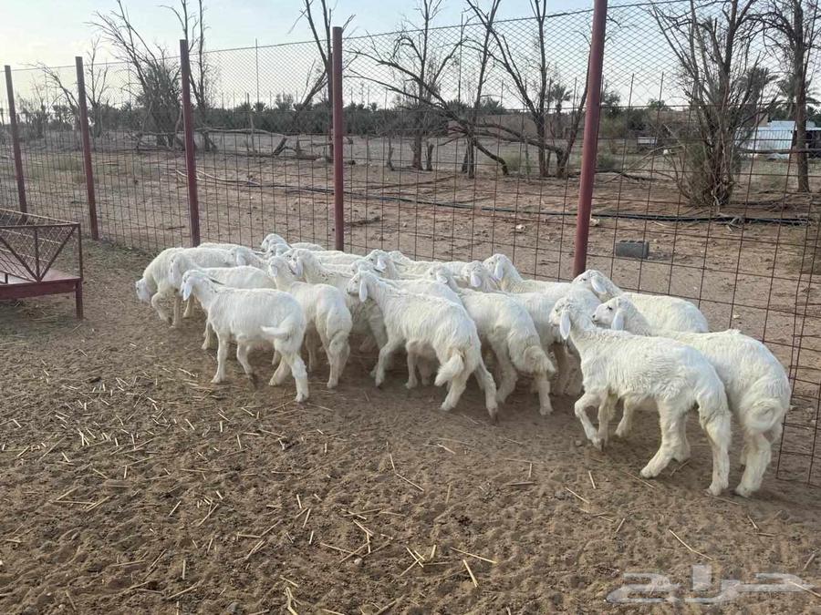 طليان للبيع64375798375681112