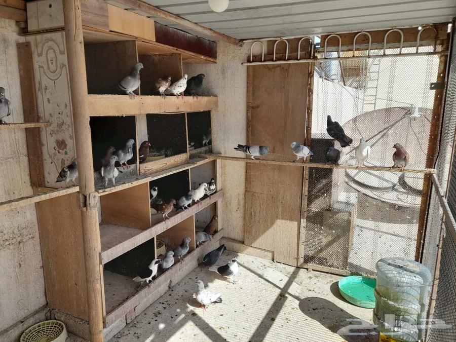 حمام للبيع64376720483842113