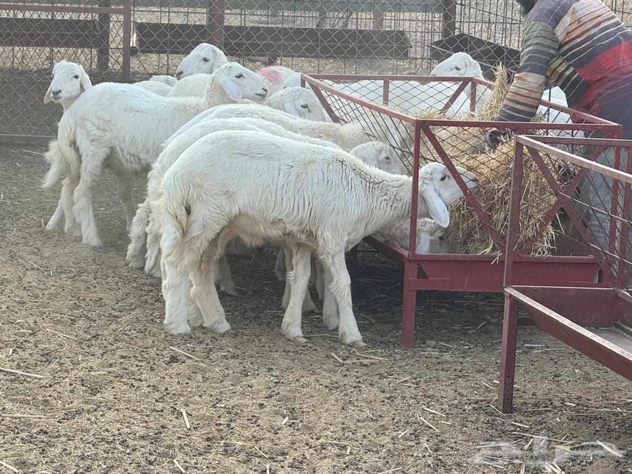 طليان للبيع64375798375681113