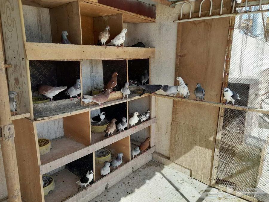 حمام للبيع64376720483842112