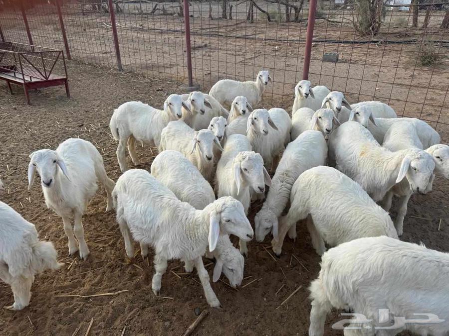 طليان للبيع64375798375681110