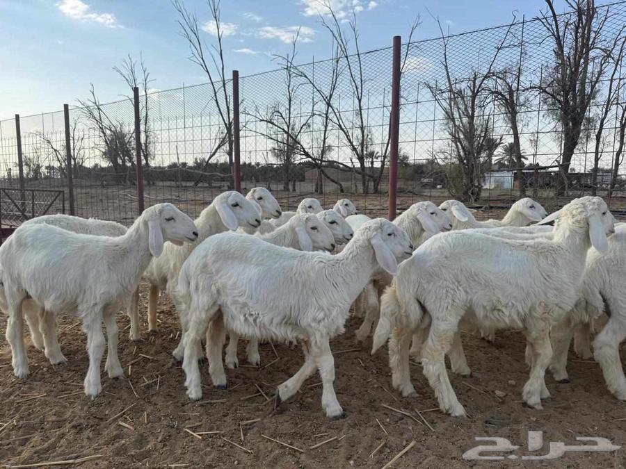 طليان للبيع64375798375681111