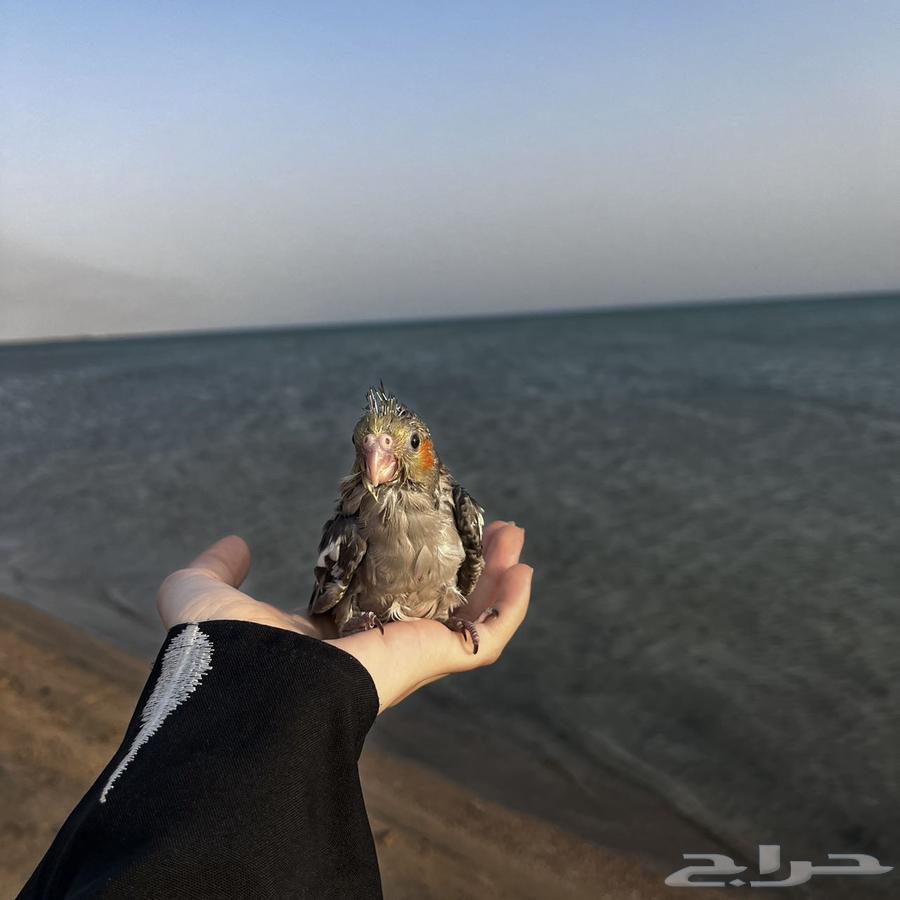 بغبغاء كروان64374993484801113