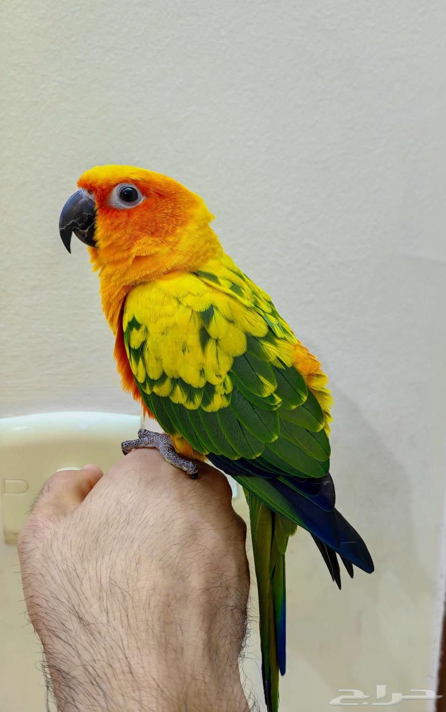 Sun Conure Parrot Trained by Hand Like a Pet Dove64376229801987110