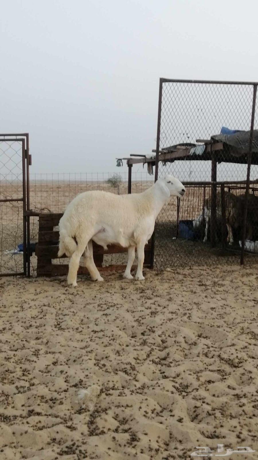 تم البيع64376750546689110