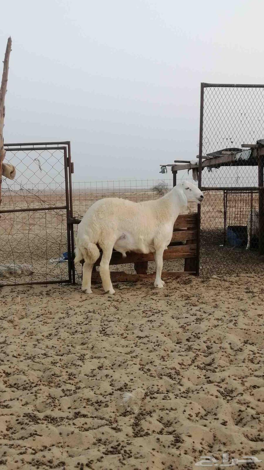 تم البيع64376750546689114