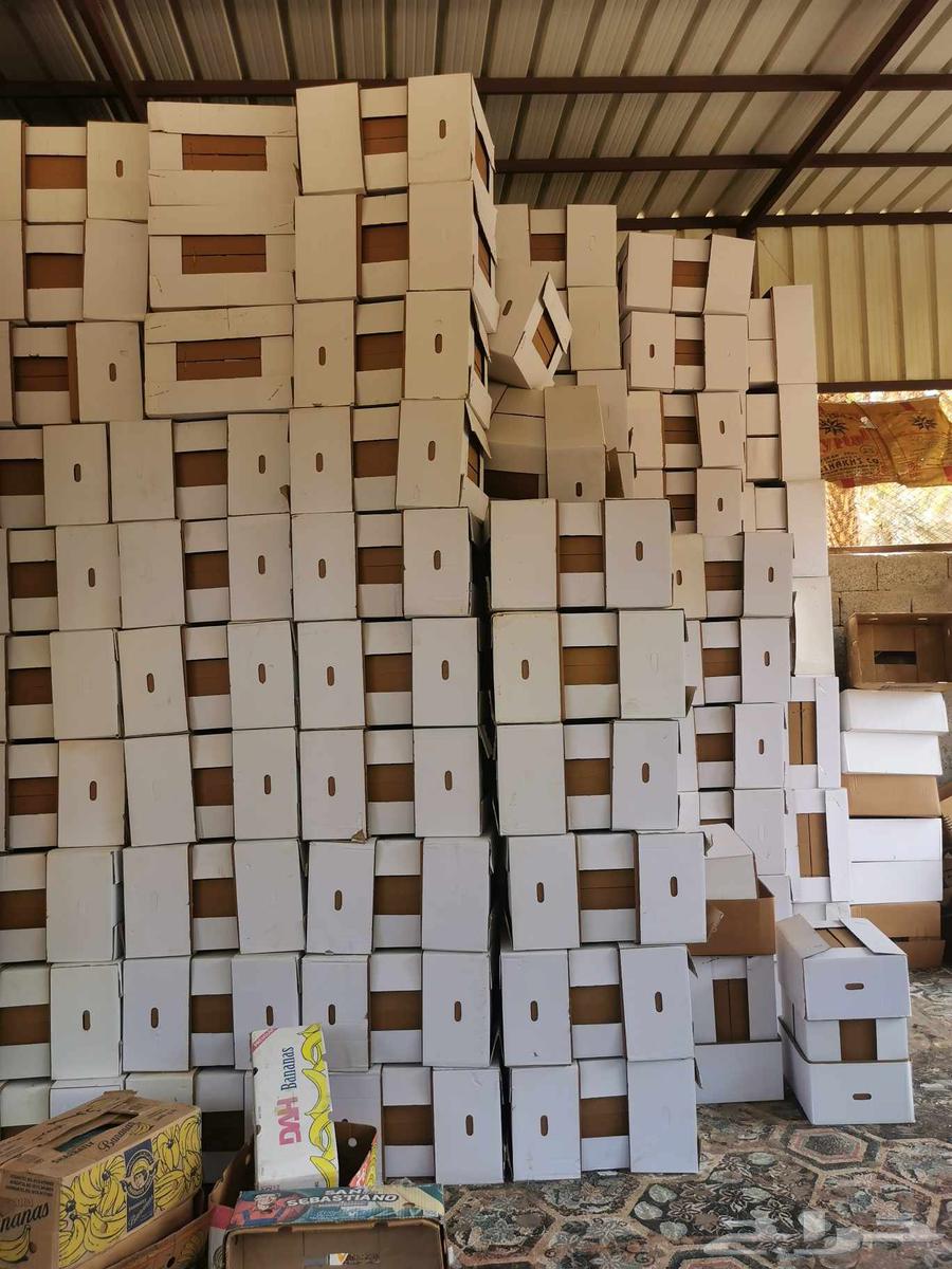 كرتون تمر ابيض للسوق64374141579265112